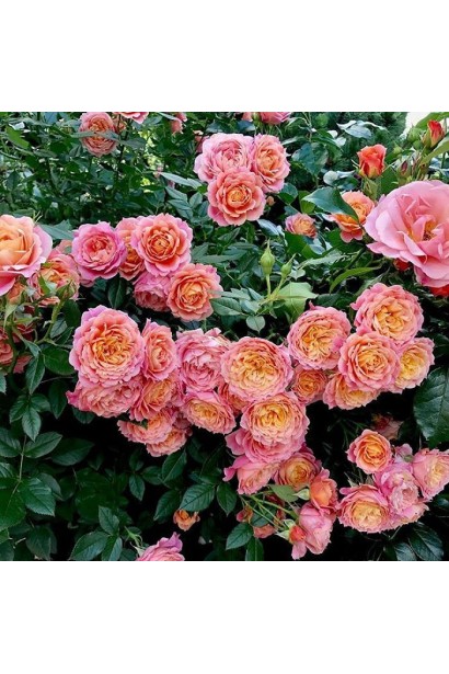 Троянда флорібунда ‘Бріоза’ (жовто-помаранчево-персикова)